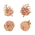 Watercolor painting of four mature open scots pine cones on the Royalty Free Stock Photo