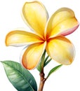 Watercolor painting of a Frangipani (Plumeria rubra) flower. AI-Generated.