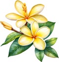 Watercolor painting of a Frangipani (Plumeria rubra) flower. AI-Generated.