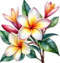 Watercolor painting of a Frangipani (Plumeria rubra) flower. AI-Generated.