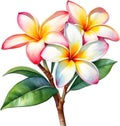 Watercolor painting of a Frangipani (Plumeria rubra) flower. AI-Generated.