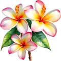 Watercolor painting of a Frangipani (Plumeria rubra) flower. AI-Generated.