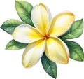 Watercolor painting of a Frangipani (Plumeria rubra) flower. AI-Generated.