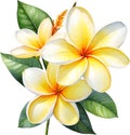 Watercolor painting of a Frangipani (Plumeria rubra) flower. AI-Generated.