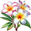 Watercolor painting of a Frangipani (Plumeria rubra) flower. AI-Generated.