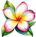 Watercolor painting of a Frangipani (Plumeria rubra) flower. AI-Generated.