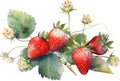 watercolor painting of fresh big strawberry berries with leaves