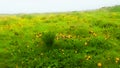 Watercolor painting fresh green grass with yellow flowers in the mountain meadow Royalty Free Stock Photo