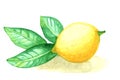 Watercolor painting fruit lemon with leafs on white background Royalty Free Stock Photo