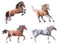 Watercolor painting of galloping horse, free running mustang aquarelle Royalty Free Stock Photo