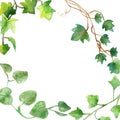 Watercolor painting of green ivy leaves isolated on a white background. Watercolor hand painted illustration. Green pattern of cli