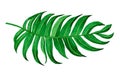 Watercolor painting green leave isolated on white background. Watercolor hand painted illustration tropical .exotic leaf for wallp