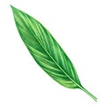 Watercolor painting green leaves,palm leaf isolated on white background.Watercolor hand drawn illustration tropical,aloha exotic l Royalty Free Stock Photo