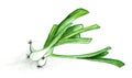 Watercolor painting of green leek on white background