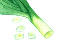 Watercolor painting of green leek on white background