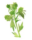 Watercolor painting of green lovage. Fragrant grass isolated on white background, for beautiful design, with space for text Royalty Free Stock Photo