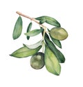 Watercolor painting of green olive branch