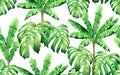 Watercolor painting green tree banana,monstera leaves seamless pattern background.Watercolor hand drawn illustration tropical exot Royalty Free Stock Photo