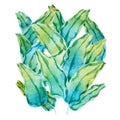 Watercolor painting of green tropical leaves. Hand-made pattern of waringin Ficus benjamina drawn on white paper