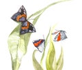 Watercolor painting group of butterflys