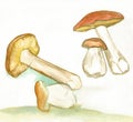 Watercolor painting group of mushrooms