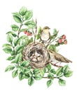 Watercolor Songbirds near Nest
