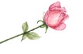 Watercolor single red rose isolated on white background Royalty Free Stock Photo