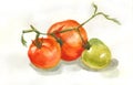 Watercolor painting of red and green tomatos