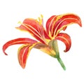 Watercolor painting of Hemerocallis Fulva Royalty Free Stock Photo