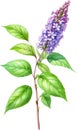 Watercolor painting of holy basil flower. Ai-Generated