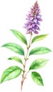Watercolor painting of holy basil flower. Ai-Generated
