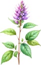 Watercolor painting of holy basil flower. Ai-Generated