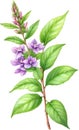 Watercolor painting of holy basil flower. Ai-Generated