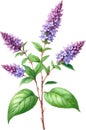 Watercolor painting of holy basil flower. Ai-Generated