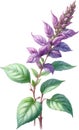 Watercolor painting of holy basil flower. Ai-Generated