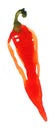 Watercolor painting of Hot red pepper, seasoning, food