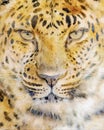 Watercolor Amur leopard closeup