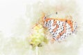 Watercolor painting illustration of fritillary butterfly on flower in white background Royalty Free Stock Photo