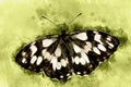 Watercolor painting illustration of Melanargia butterfly in green background Royalty Free Stock Photo