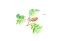 Watercolor painting. Image of acorn on white background.