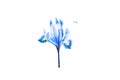 Watercolor painting. Image of iris on white background.