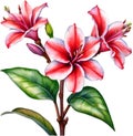 Watercolor painting of Impala Lily (Adenium multiflorum) flower. AI-Generated.