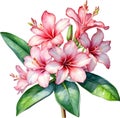 Watercolor painting of Impala Lily (Adenium multiflorum) flower. AI-Generated.