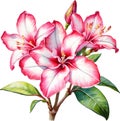 Watercolor painting of Impala Lily (Adenium multiflorum) flower. AI-Generated.