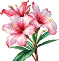 Watercolor painting of Impala Lily (Adenium multiflorum) flower. AI-Generated.