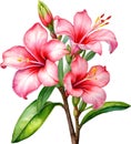 Watercolor painting of Impala Lily (Adenium multiflorum) flower. AI-Generated.