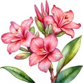 Watercolor painting of Impala Lily (Adenium multiflorum) flower. AI-Generated.