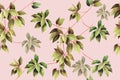 Watercolor painting ivy colorful leaves seamless pattern on pink rose background.Watercolor hand drawn illustration tropical exoti Royalty Free Stock Photo