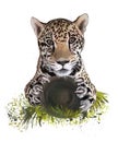 Watercolor painting of a jaguar sitting on a log with claws in evidence