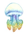 Watercolor painting of jellyfish Royalty Free Stock Photo